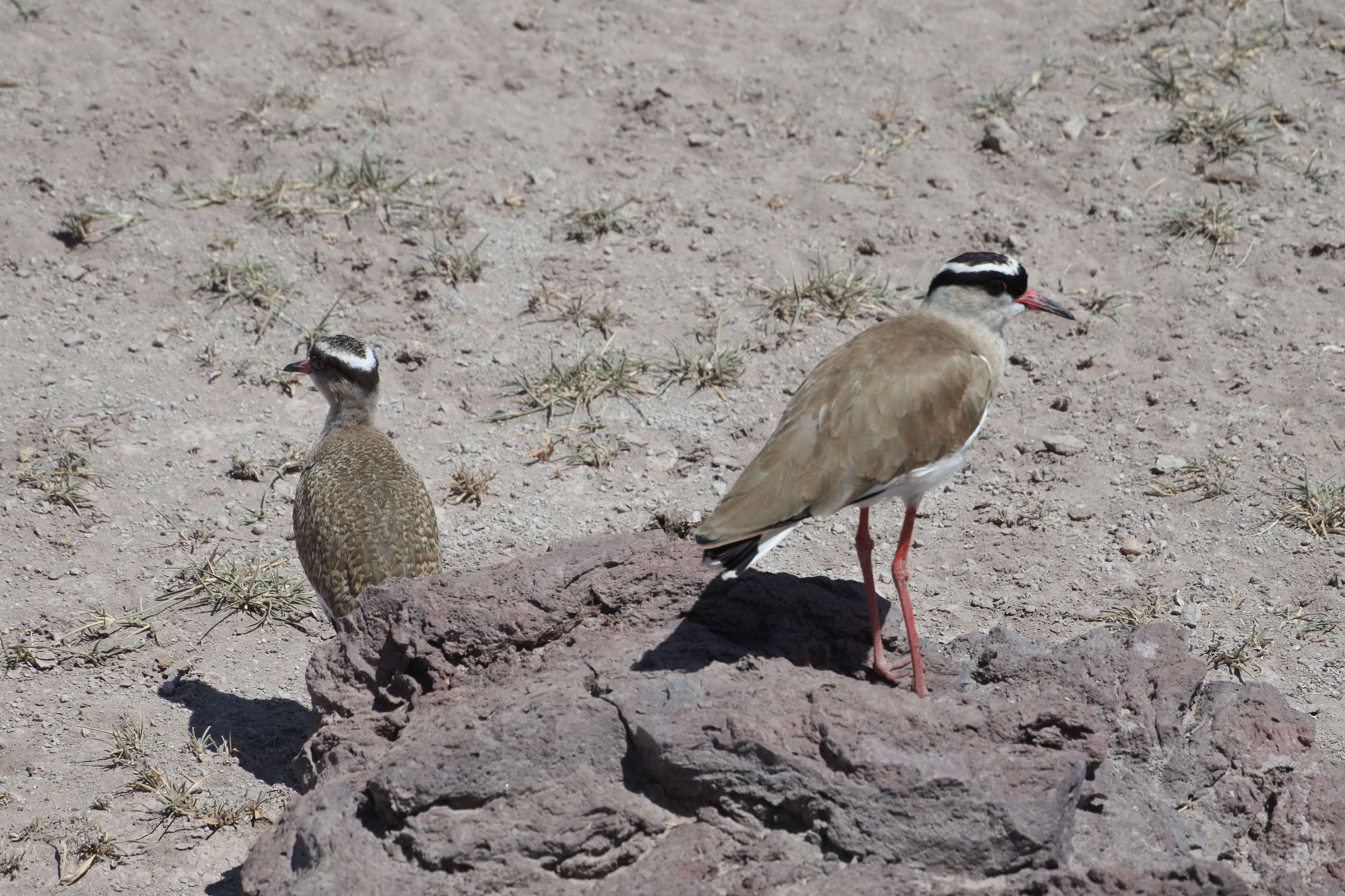 Image of Crowned Lapwing