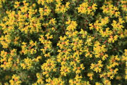 Imagem de Euphorbia melitensis Parl.