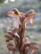 Image of Giant Orchid