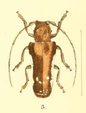 Batrachorhina albolateralis (Waterhouse 1882)的圖片