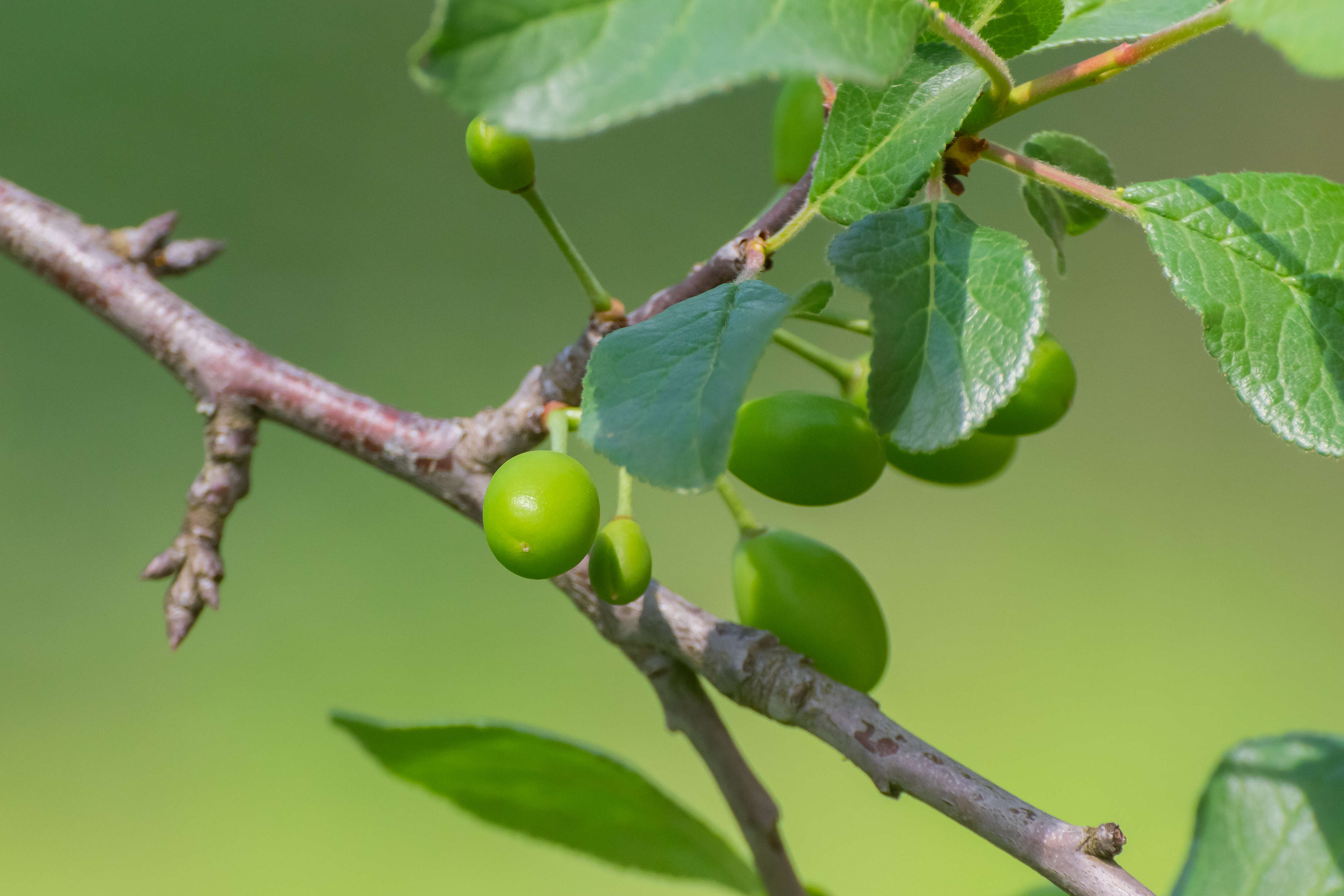 Image of greengage