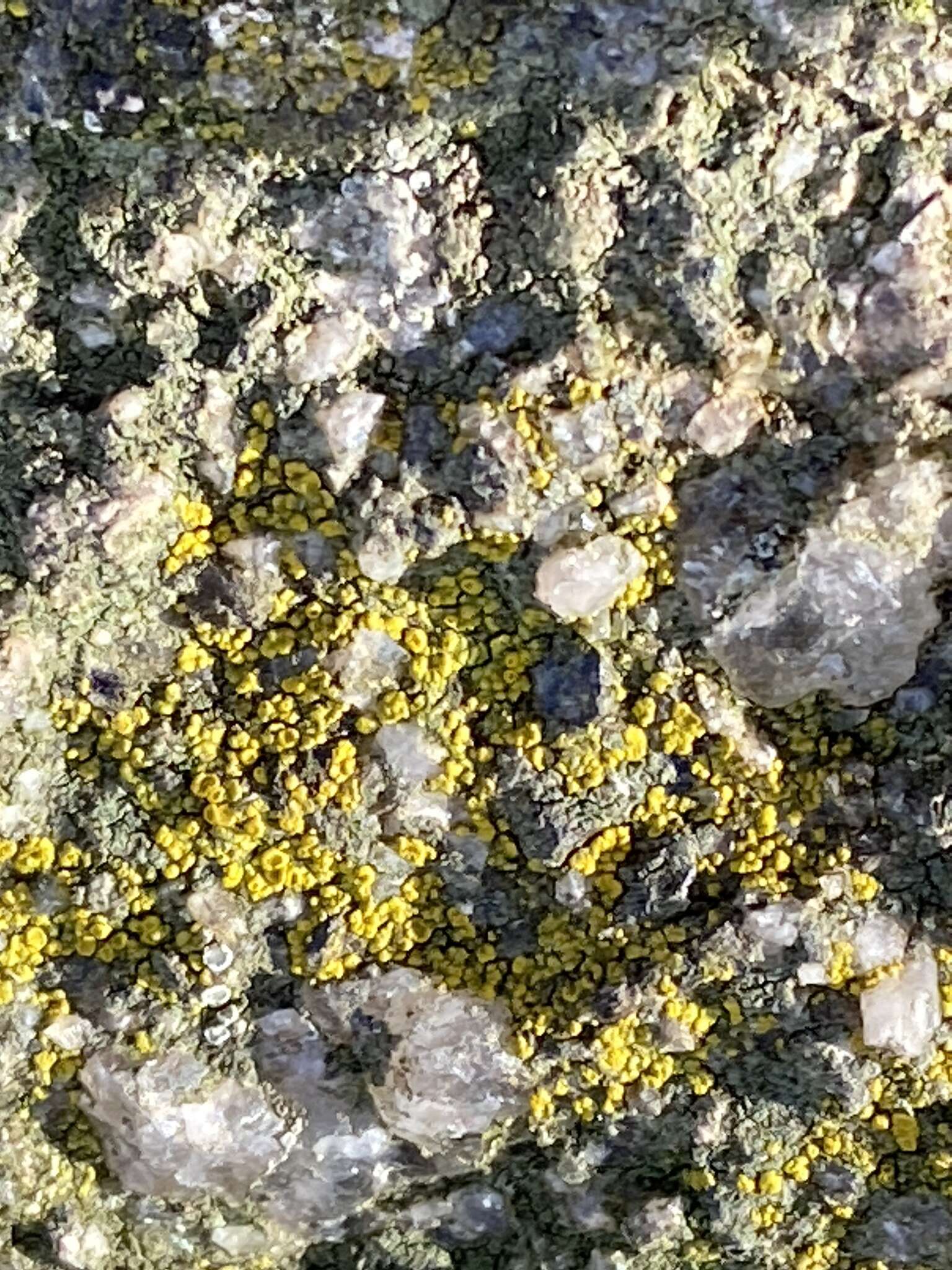 Image of eggyolk lichen