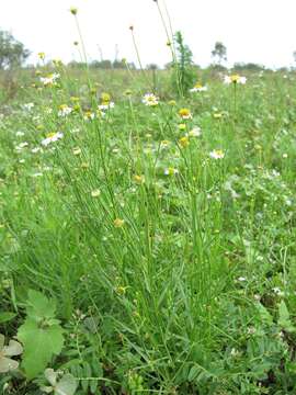 Image of Brachyscome basaltica F. Müll.