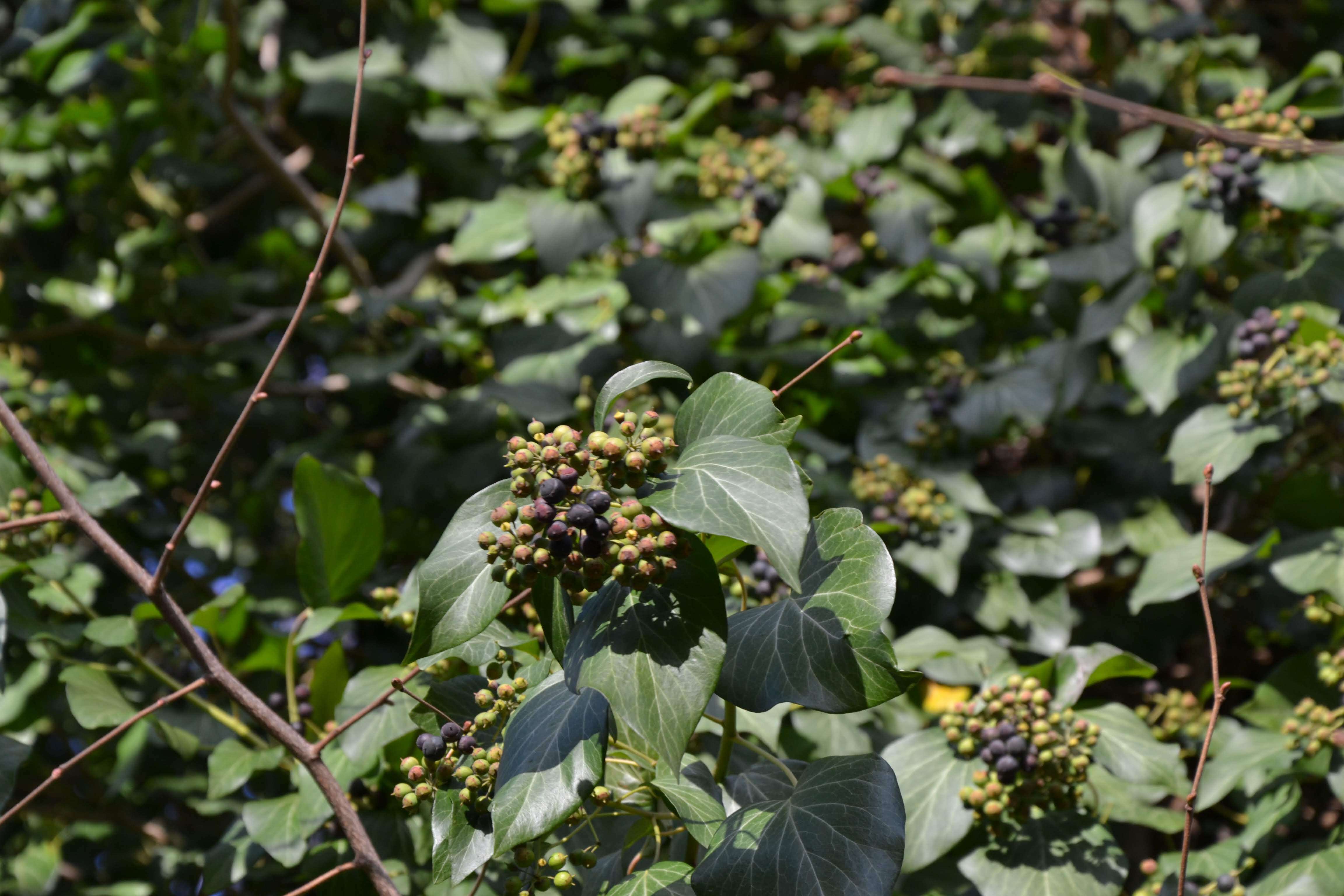 Image of English ivy