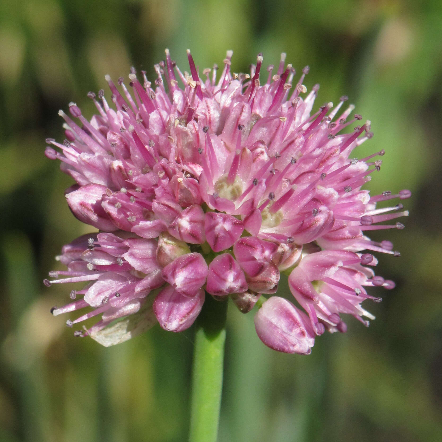 Image of Allium strictum Schrad.