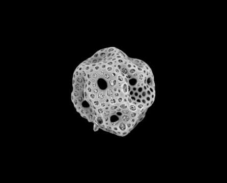 Image of Radiolaria