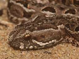 Bitis atropos (Linnaeus 1758) resmi