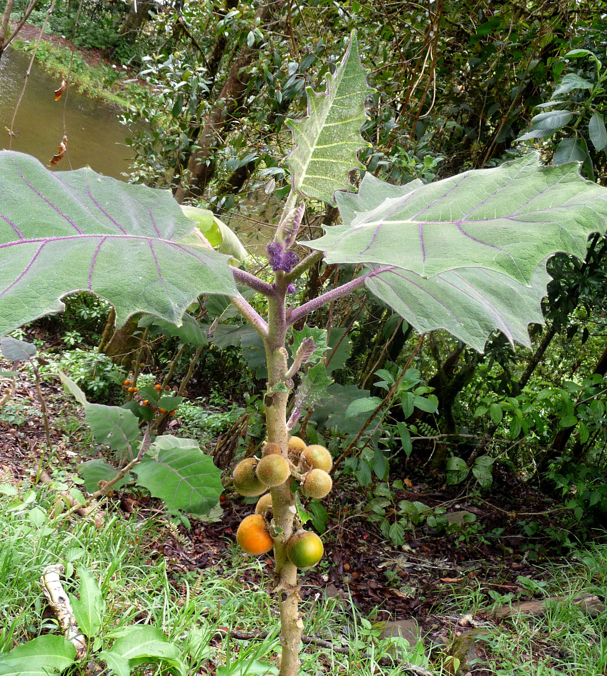 Image of naranjilla