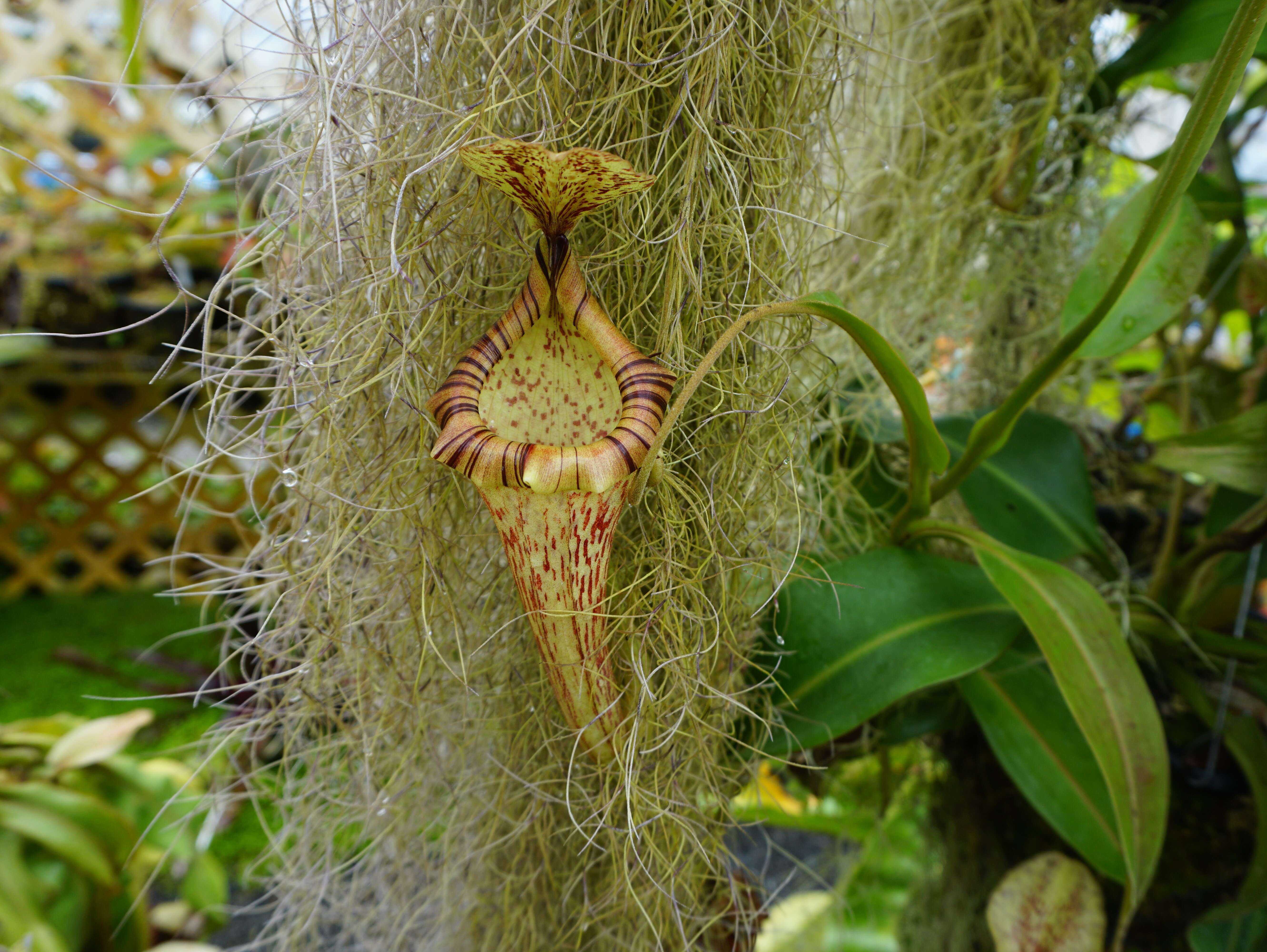 Image of Nepenthes platychila Chi. C. Lee