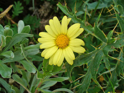 Image of Argyranthemum maderense (D. Don) C. J. Humphries