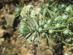 Imagem de Anaphalis margaritacea (L.) Benth.