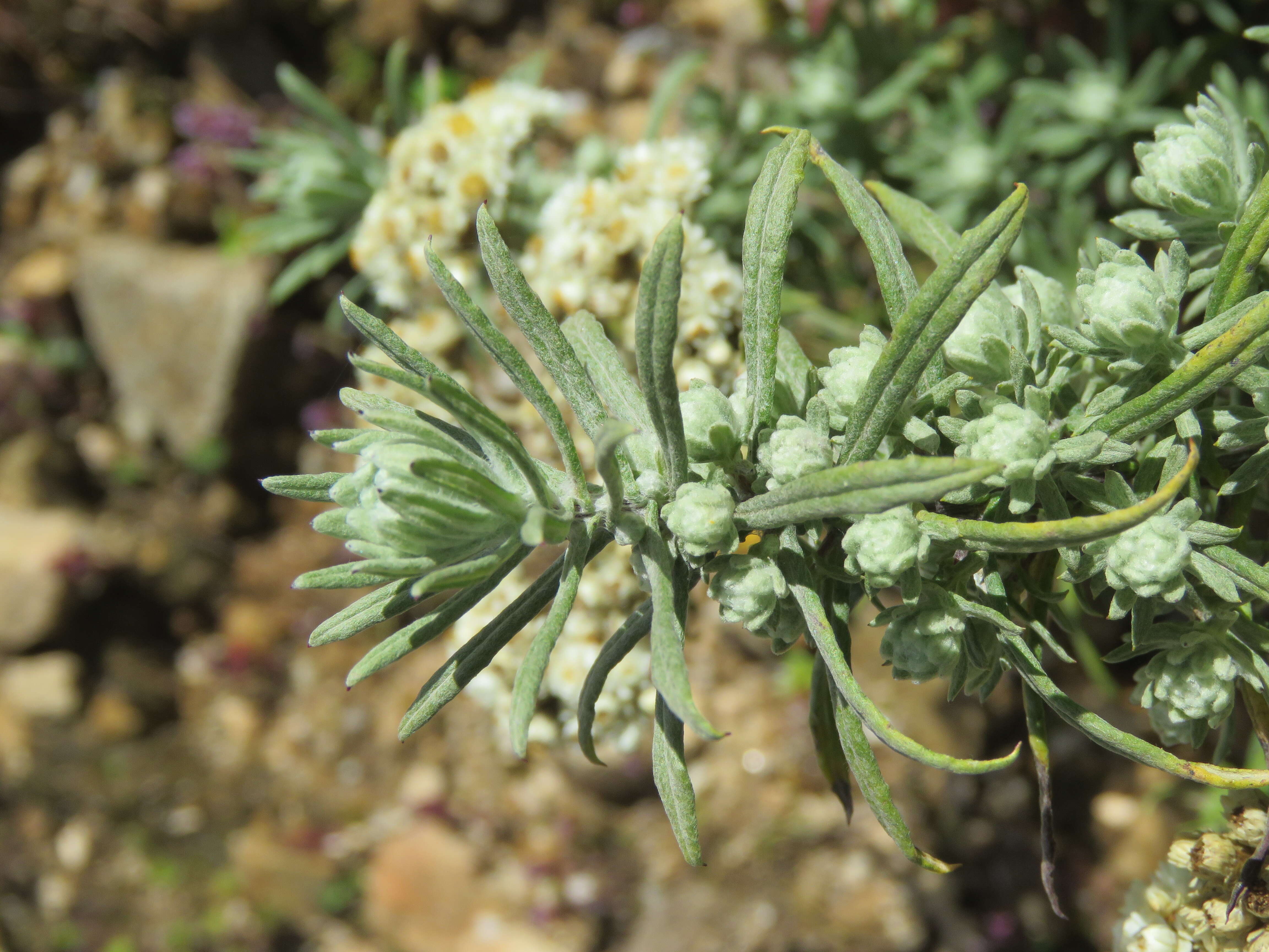 Image of Pearly Everlasting