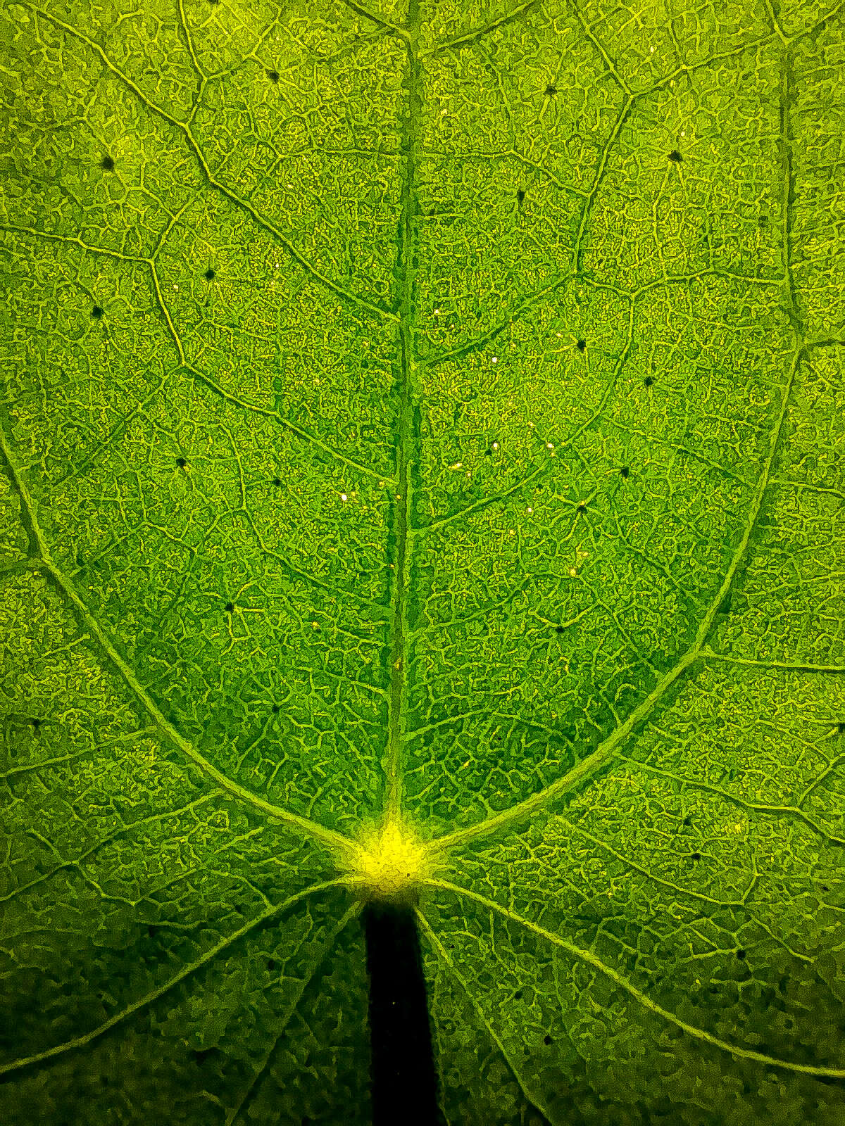 Image of Chinese money plant