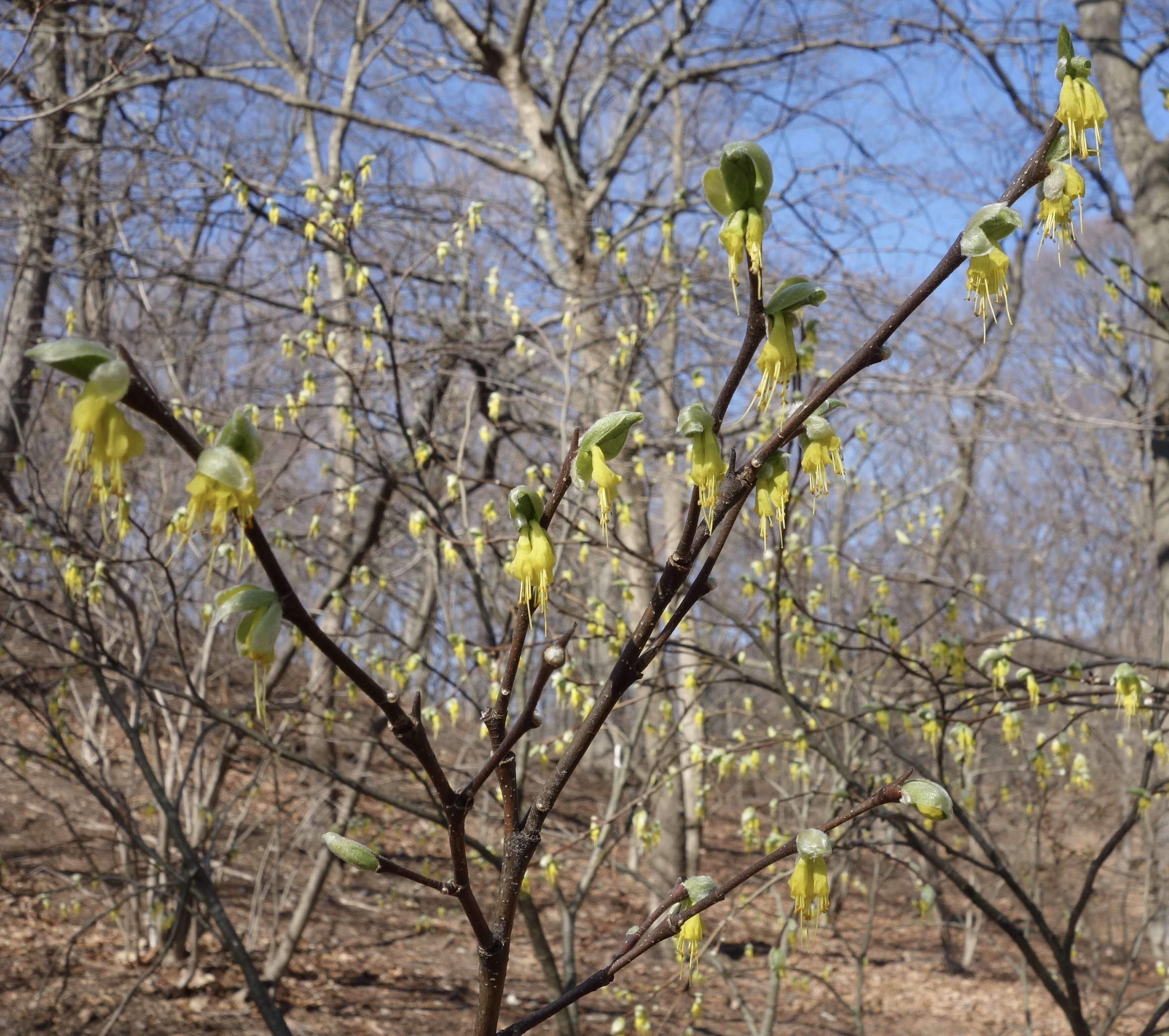 Sivun Dirca occidentalis A. Gray kuva