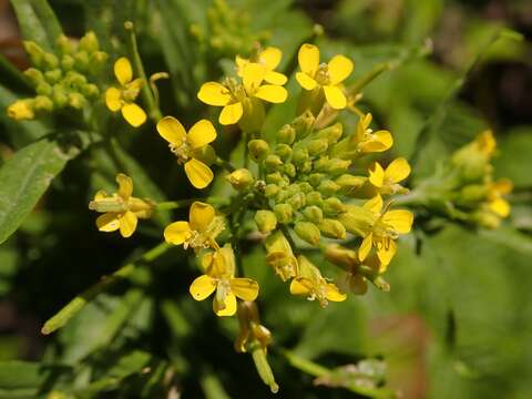 Image of treacle mustard