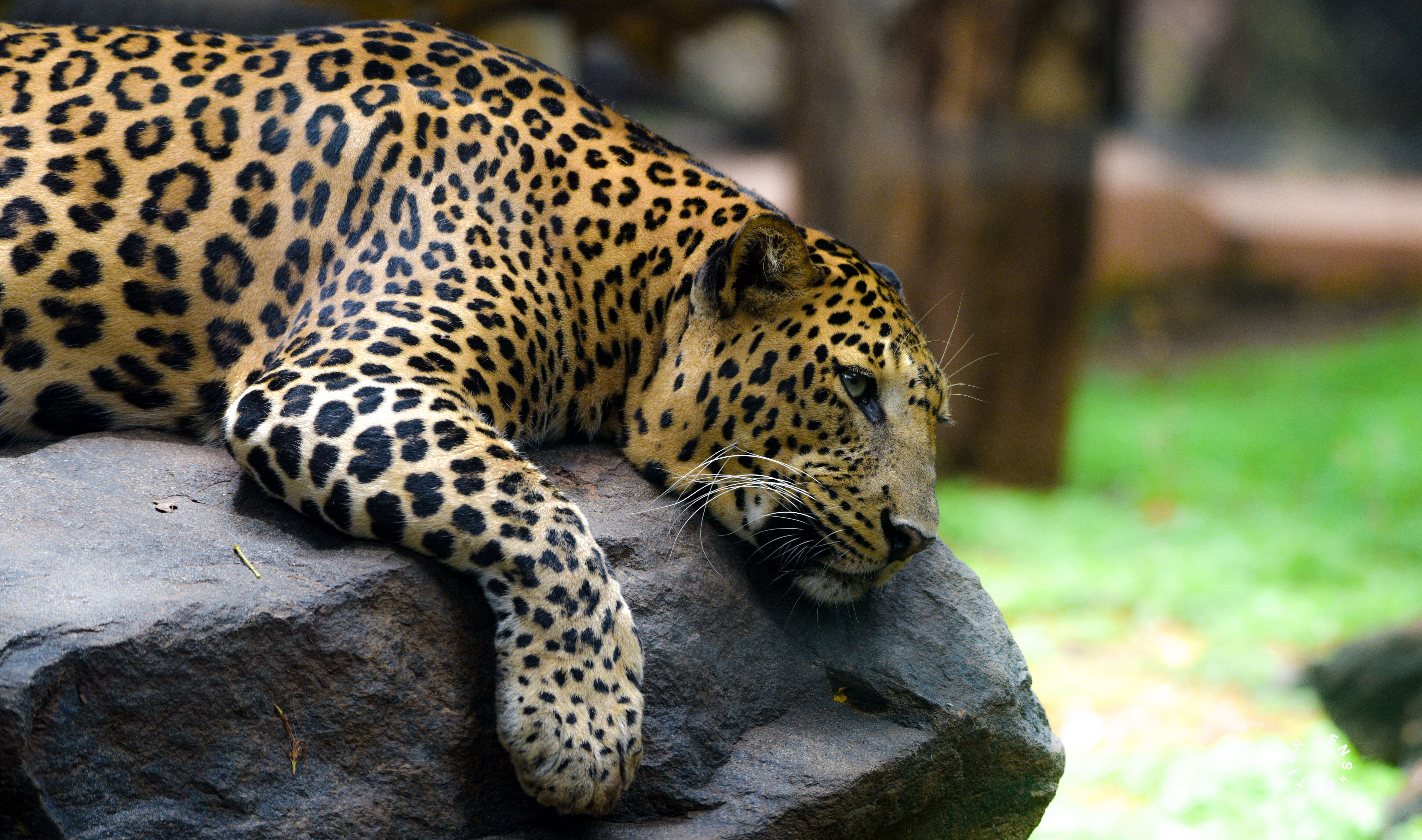 Imagem de Leopardo-indiano