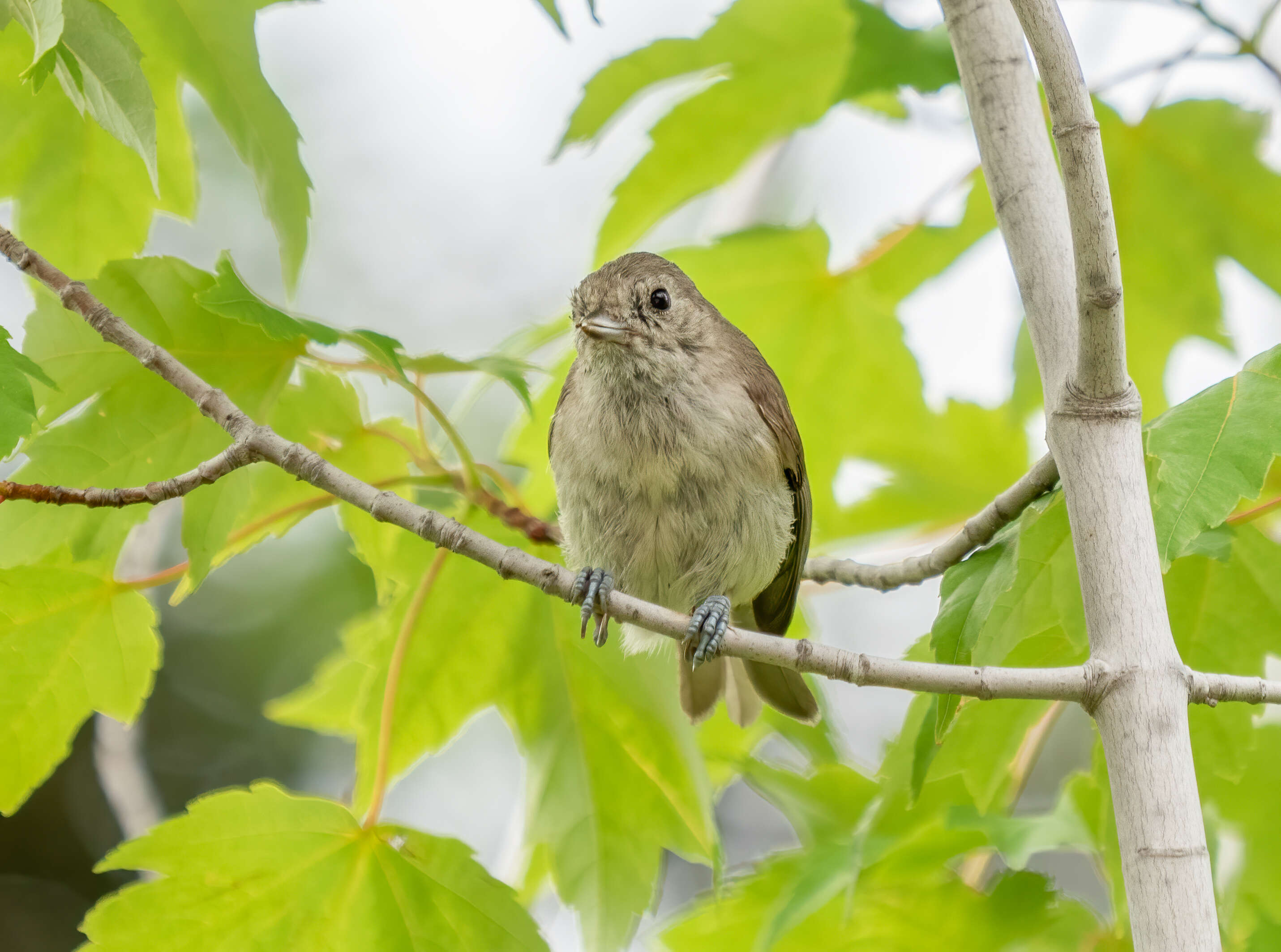 Image of Oak Titmouse