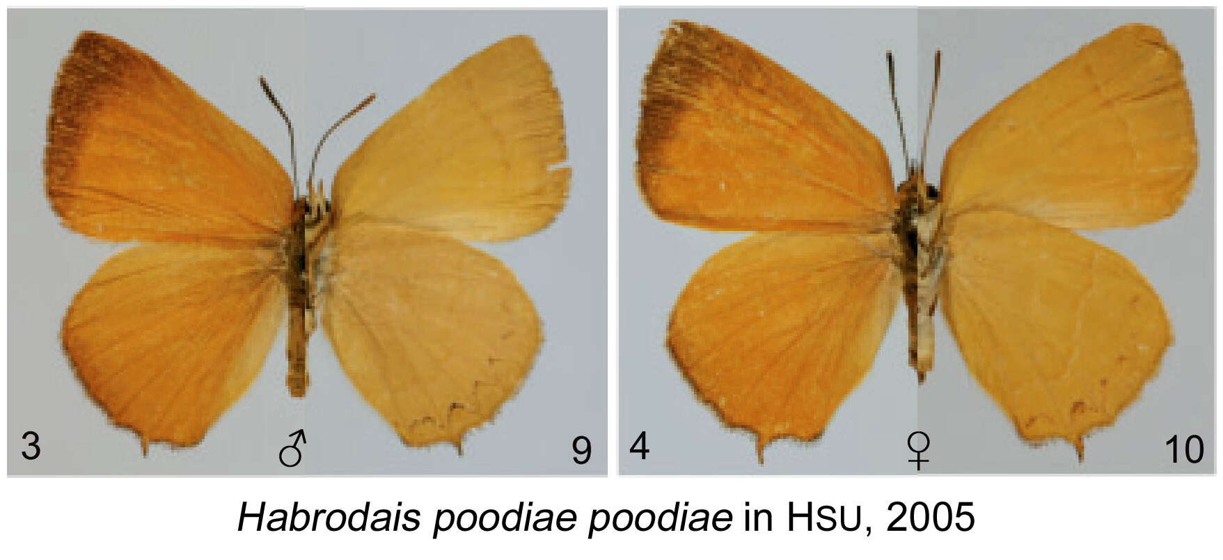 Image of Habrodais poodiae