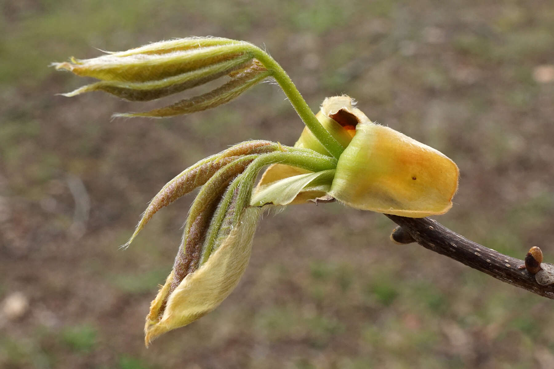 Image of pignut hickory