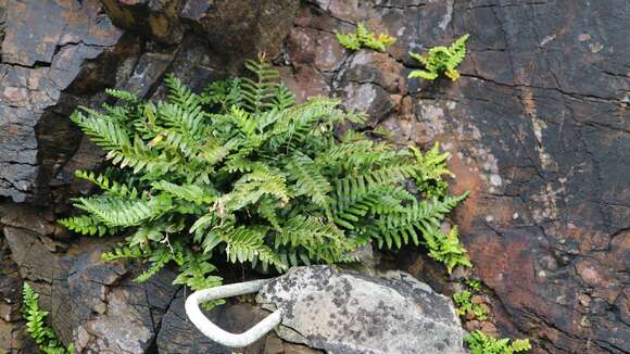 Image of Asplenium marinum L.