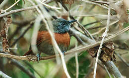 Image of Rufous-breasted Spinetail