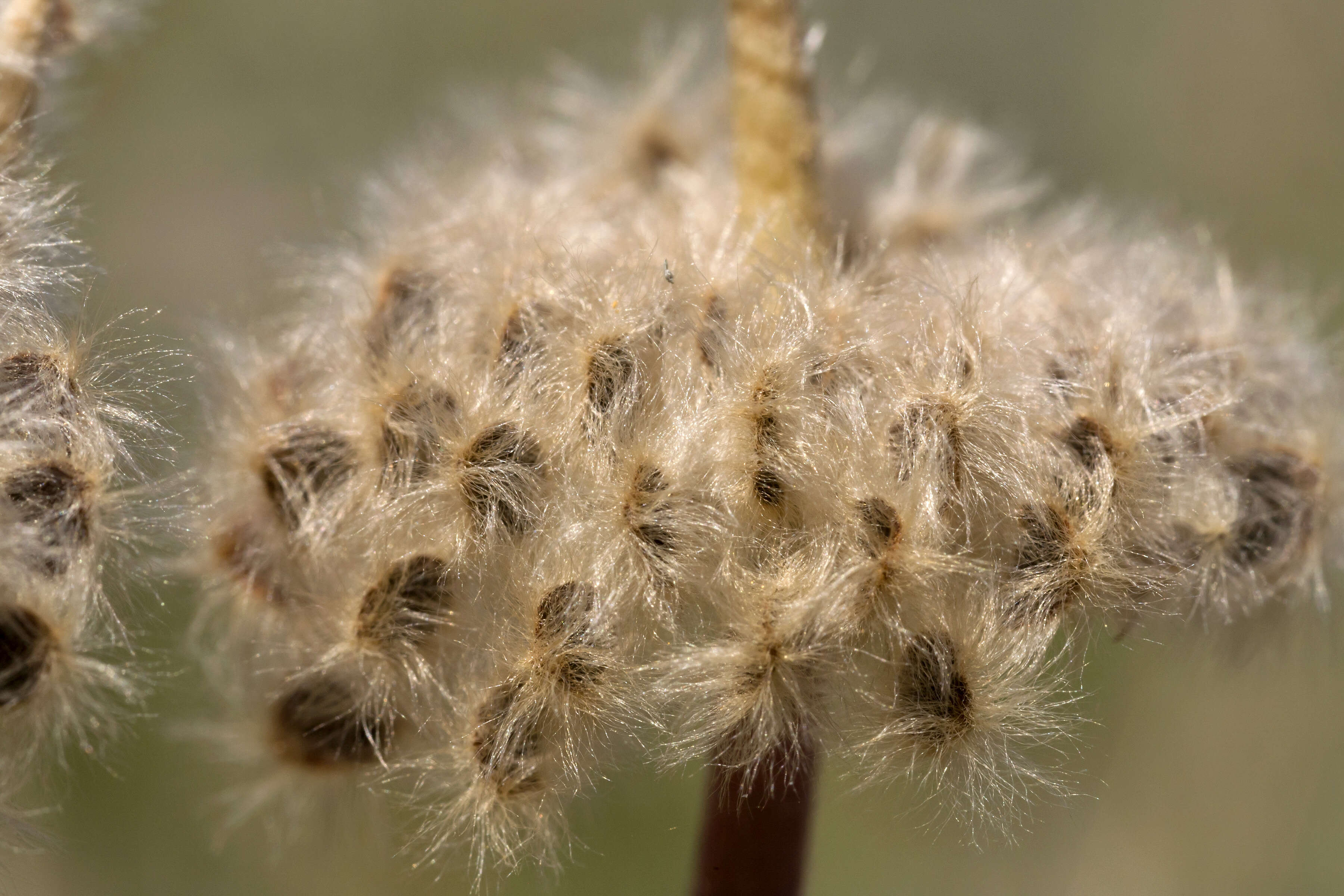 Image of tuber anemone