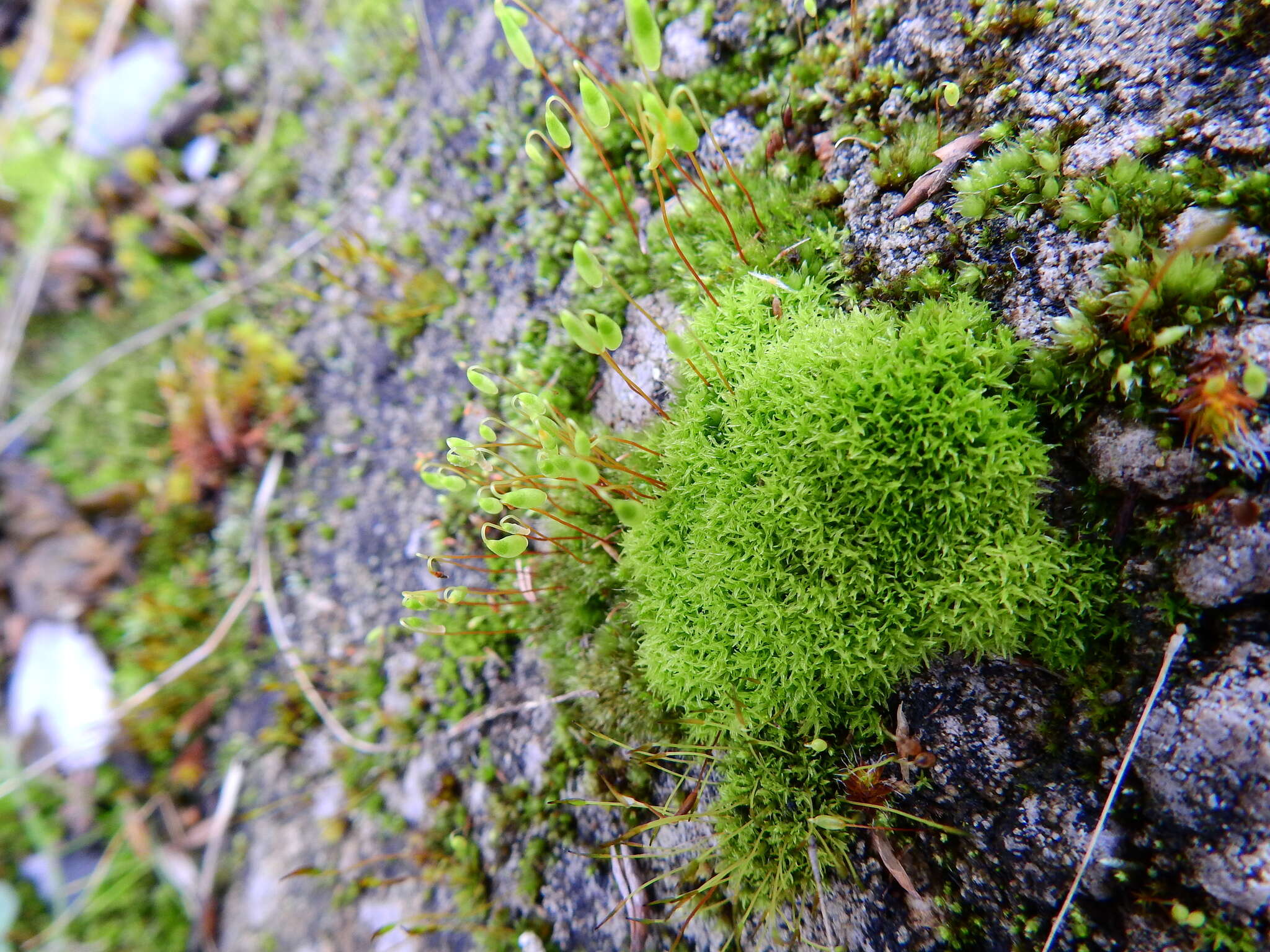 Image of barbula moss