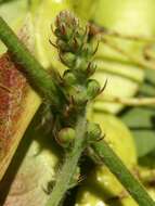 Image of fragrant agrimony