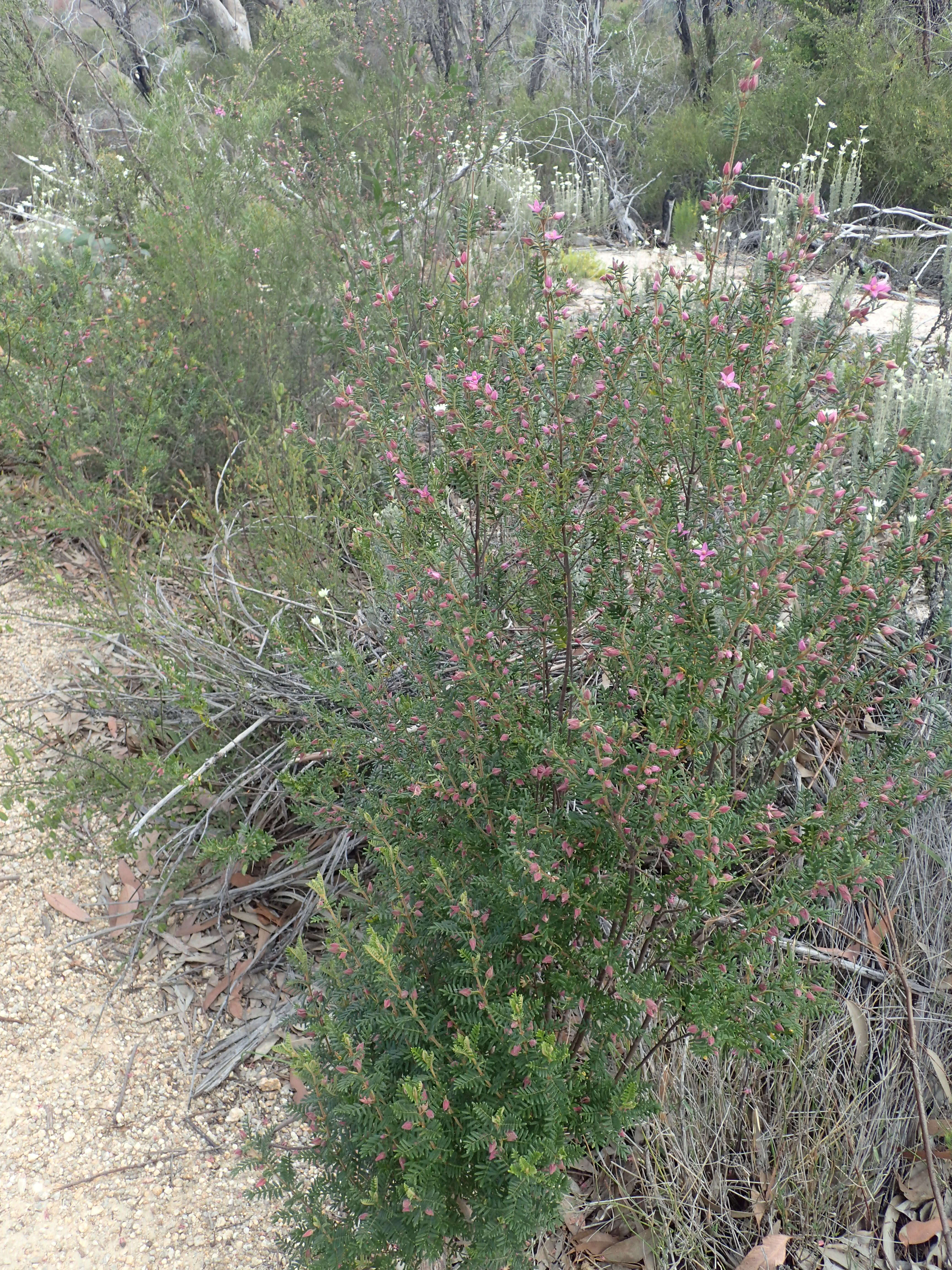 Image of Lovely Boronia