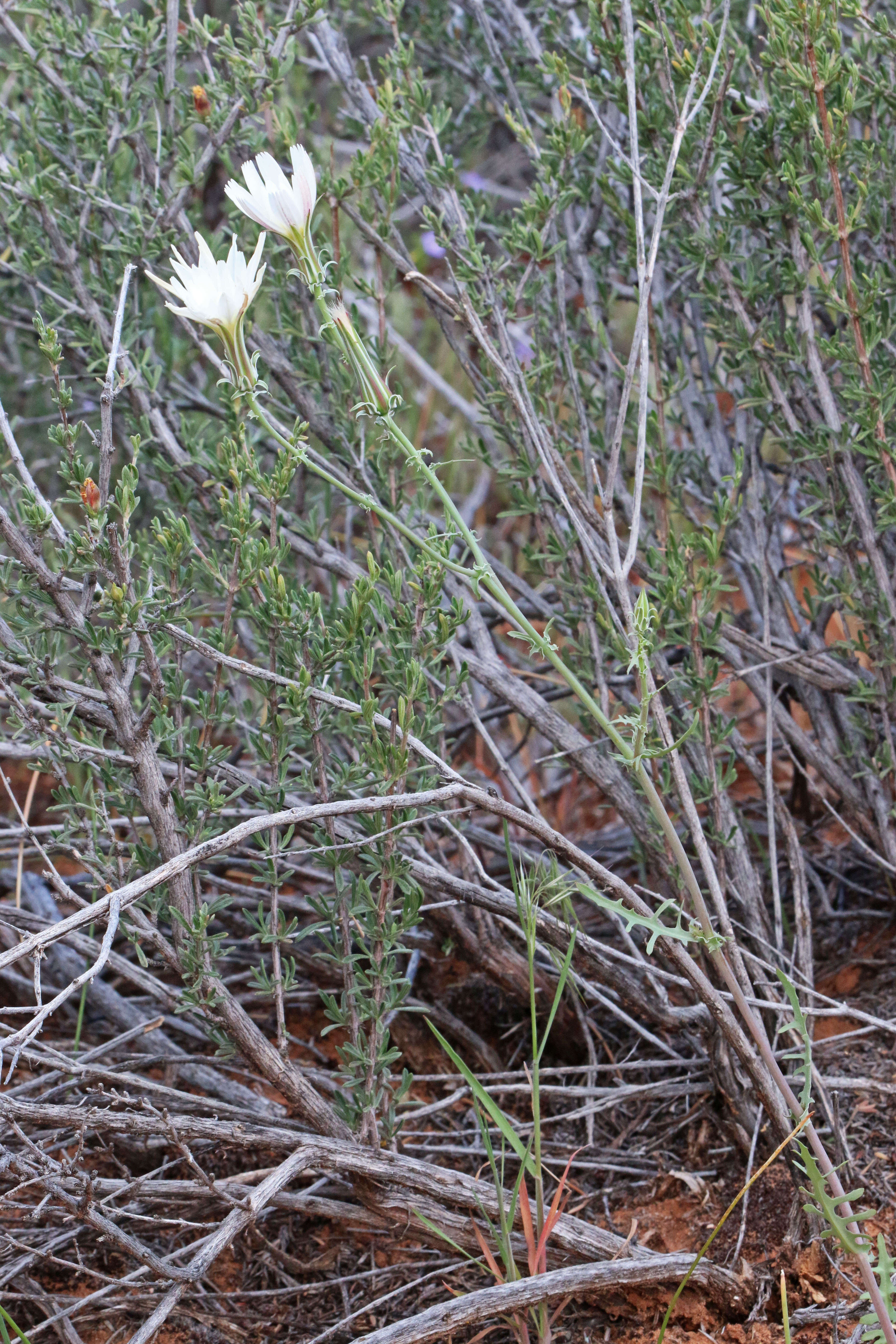 Image of New Mexico plumeseed