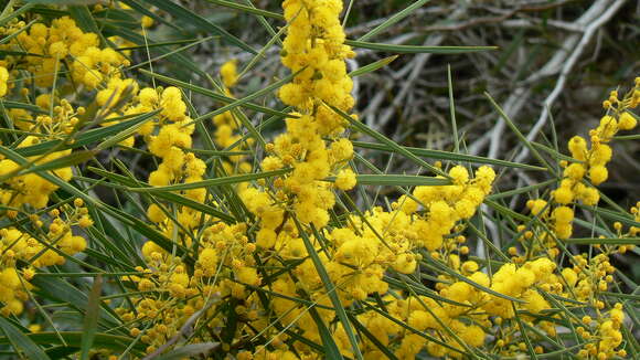 Image of orange wattle