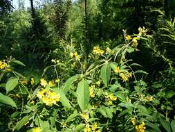 Image of Yellow Loosestrife