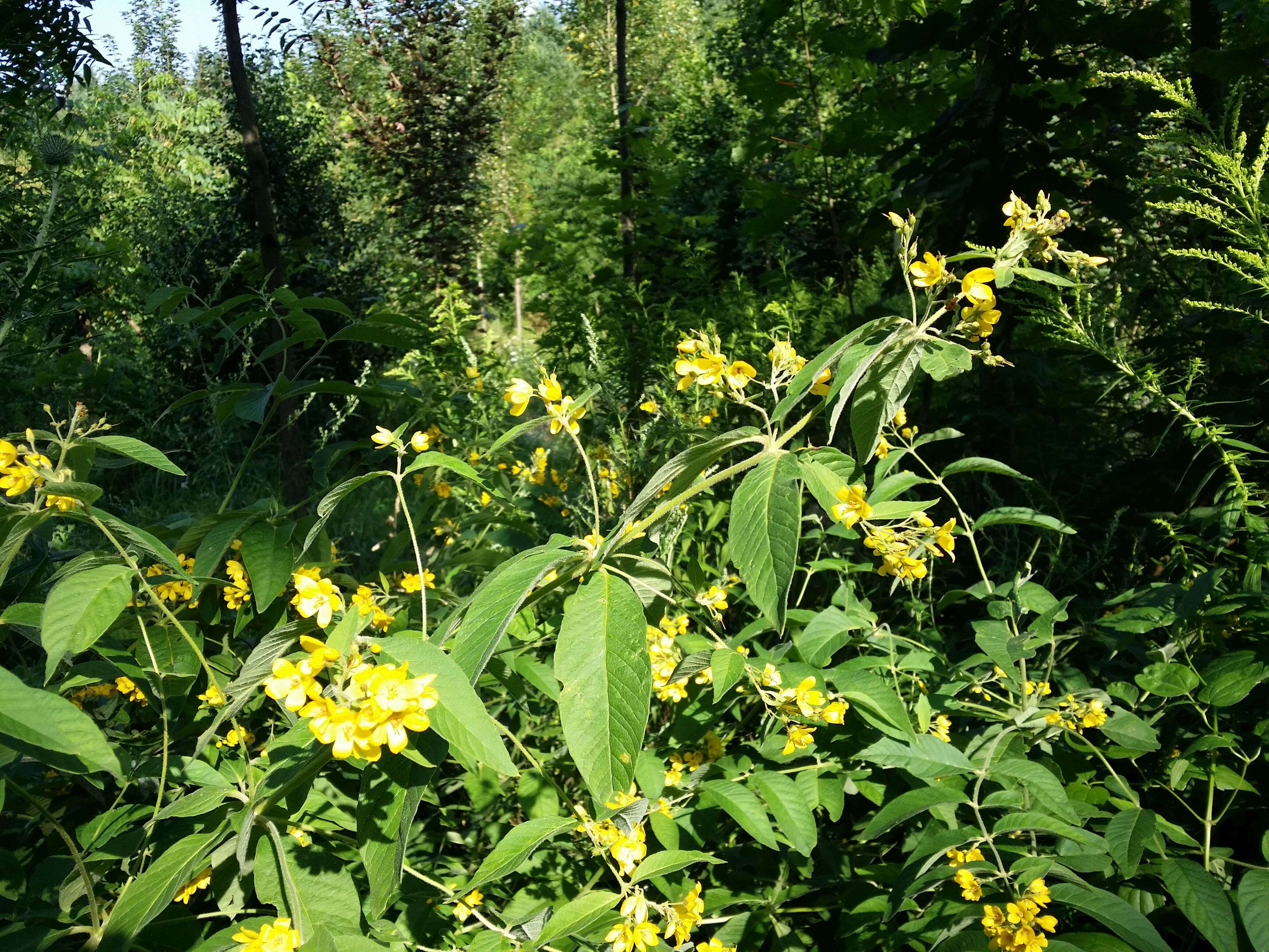 Image of Yellow Loosestrife