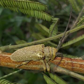 Image of Twig Girdling Beetles