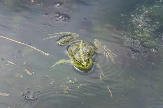 Image of Pelophylax esculentus