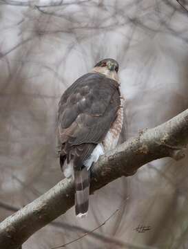 Image of Cooper's Hawk