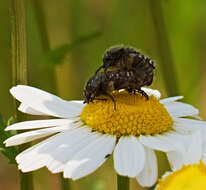 Image de Cétoine grise