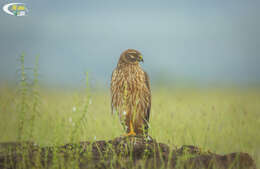 Image of Pallid Harrier