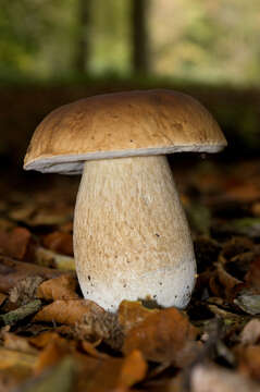 Image of Cep