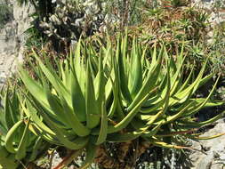 Image of Chastnut aloe