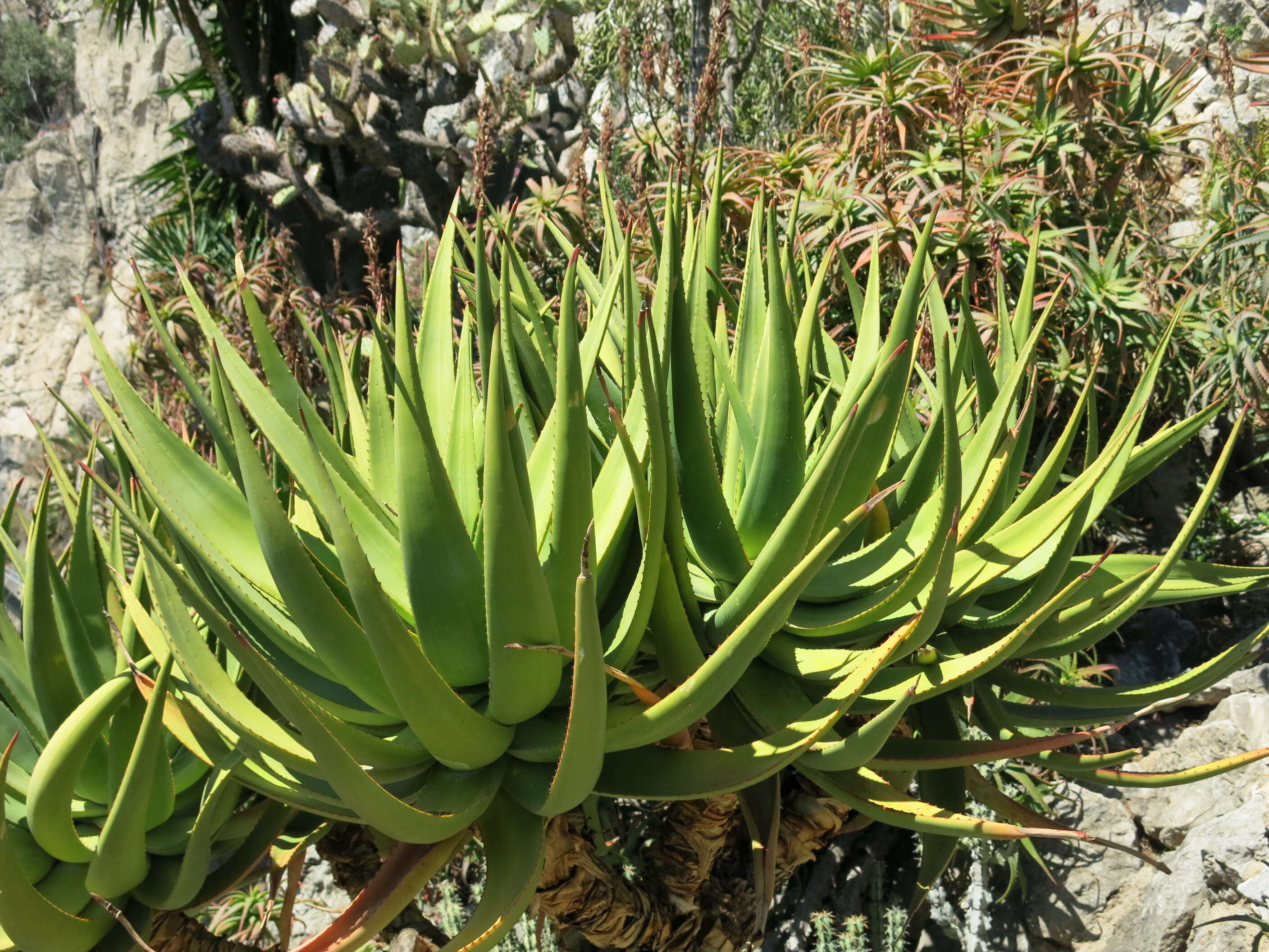 Image of Aloe castanea Schönland