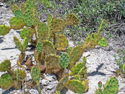 Image of Opuntia dillenii