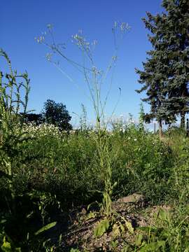 Image of smallflower hawksbeard