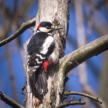 Image of Great Spotted Woodpecker