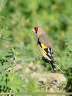 Image of European Goldfinch