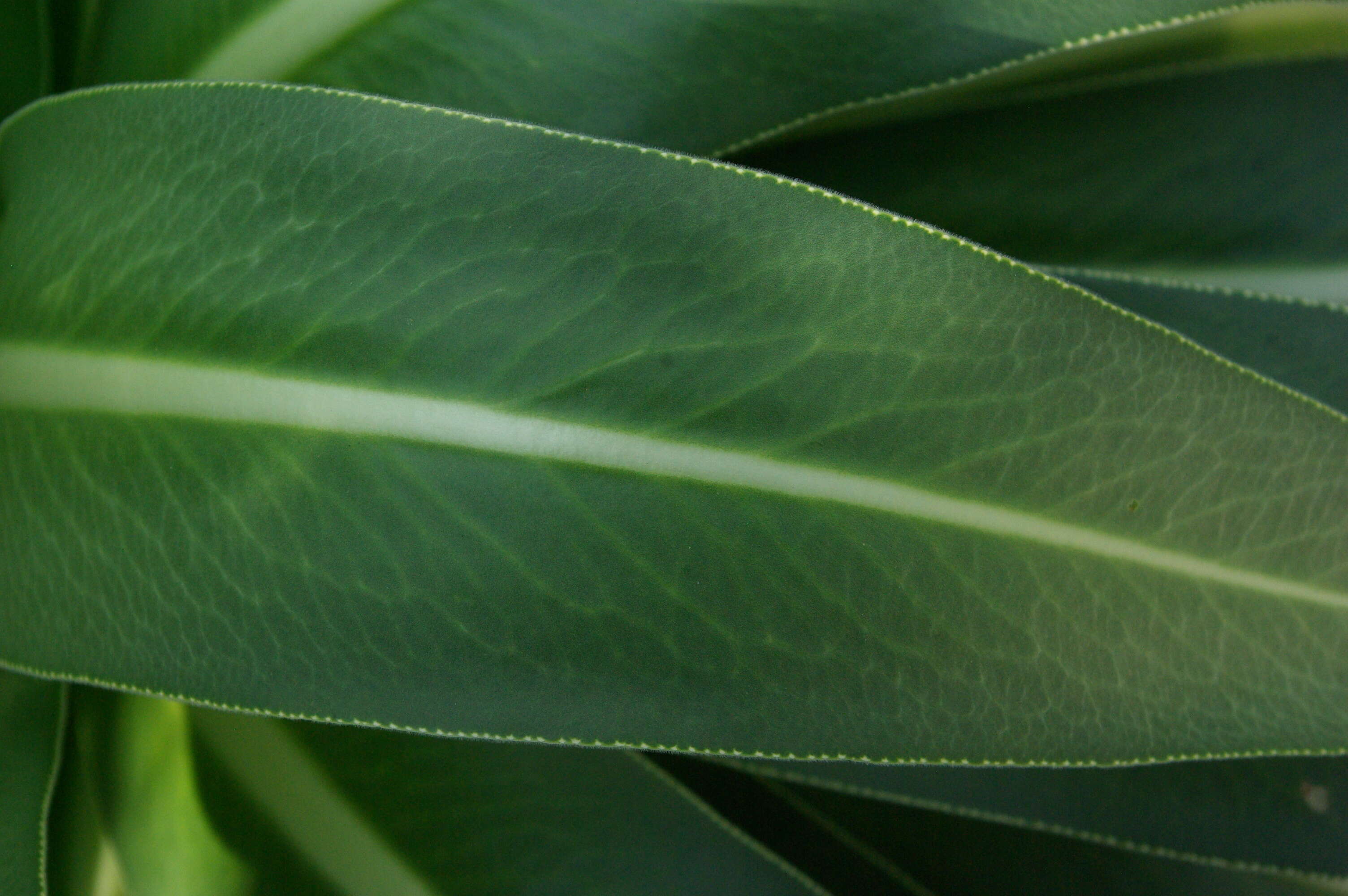 Image of Lobelia rhynchopetalum Hemsl.