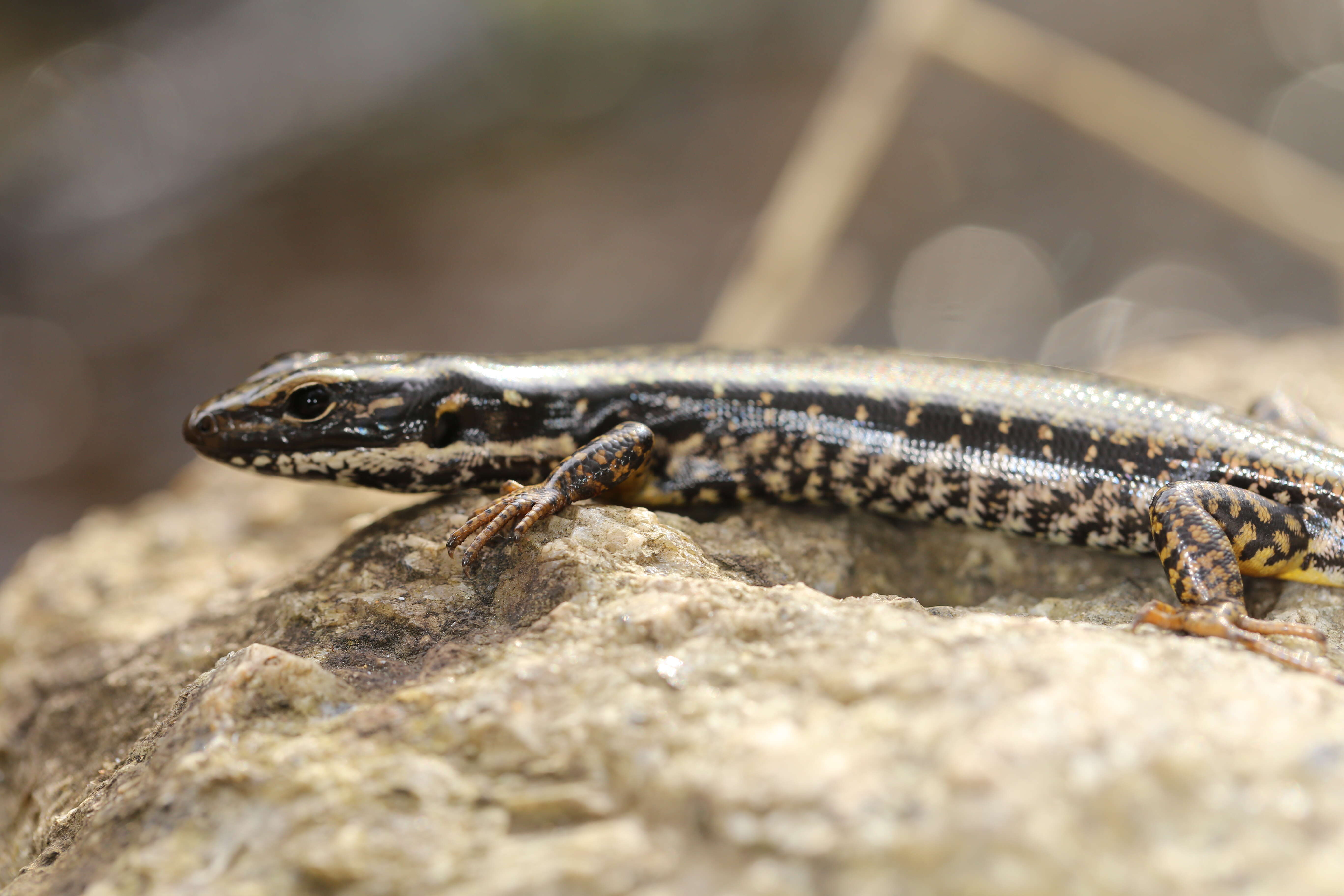 Image of Warm-temperate Water-skink