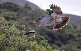 Image of Kererū