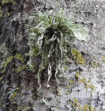 Image of cartilage lichen