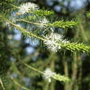 Calytrix acutifolia (Lindley) L. A. Craven的圖片